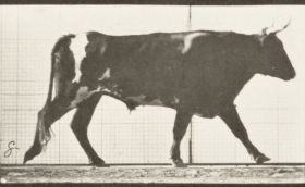 Plate 669 Ox walking — figure reference